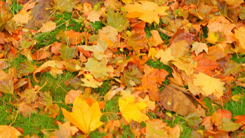 Autumn Leaves Below Vine-Choked Tree