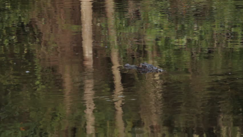 Alligator swimming in the water, next to land.