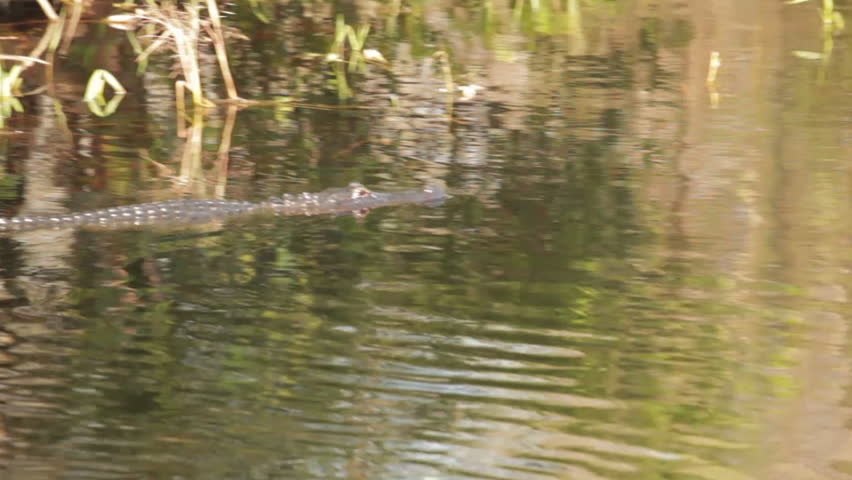 Alligator moving through water that is reflecting tree trunks.