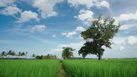 Tree Lawn On Background Clear Sky Stock Footage Video (100% Royalty ...