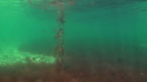 Underwater footage. A bubbles of gas tear underwater vegetation. South Black Sea coast.