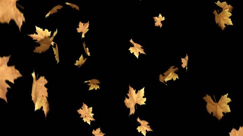 Autumn Leaves Falling With Alpha Channel Loop Clip. Can use this clip for background or overlays on your image, video project.