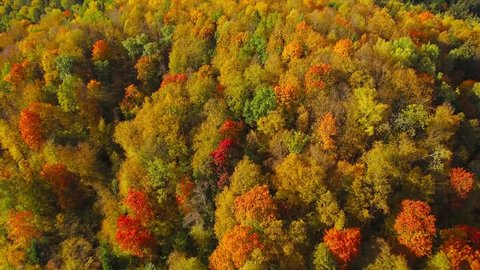 Autumn nature aerial landscape flight over brightly colored forest.