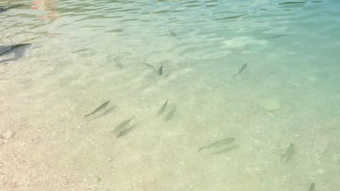 Fish in Fiastra artificial lake in Macerata - Italy