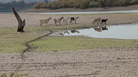 Group of goats going to drink water from the lake in to the wild and desert drought soil