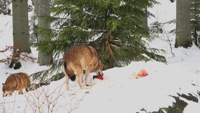 4K footage of a Gray (or Grey) Wolf (Canis lupus) in the Bayerischer Wald National Park in Bavaria, Germany