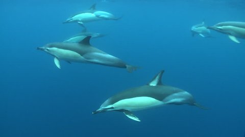 school of dolphins swimming in the blue - Atlantic Ocean, underwater shot