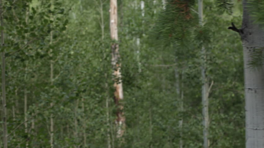 Moving shot of deciduous and coniferous forest
