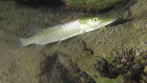 Sand Goby Or Monkey Goby の動画素材 ロイヤリティフリー Shutterstock