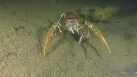 European Crayfish Crawling Backwards Along Muddy Stock Footage Video 