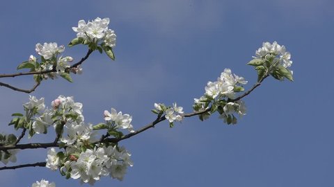 Flowering branch of apple tree against the blue sky.