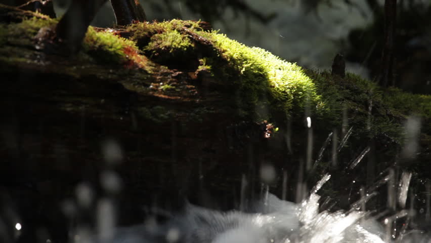 A Moss-covered Log in Zions