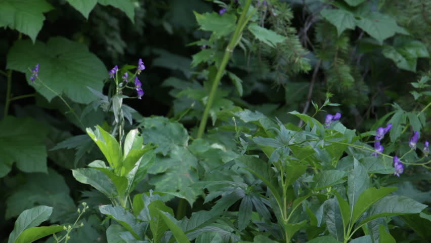 Flowering Purple Plants