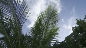 Background Palm Branch.