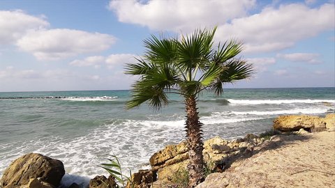 Palm tree on tropical coast with blue sky.