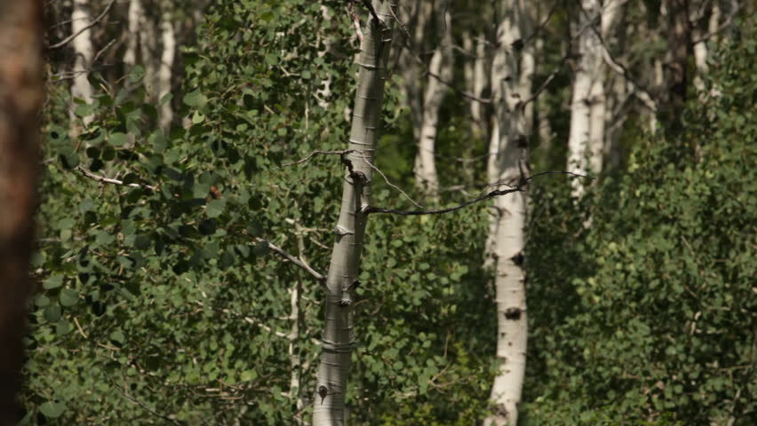 Stationary of birch trunks