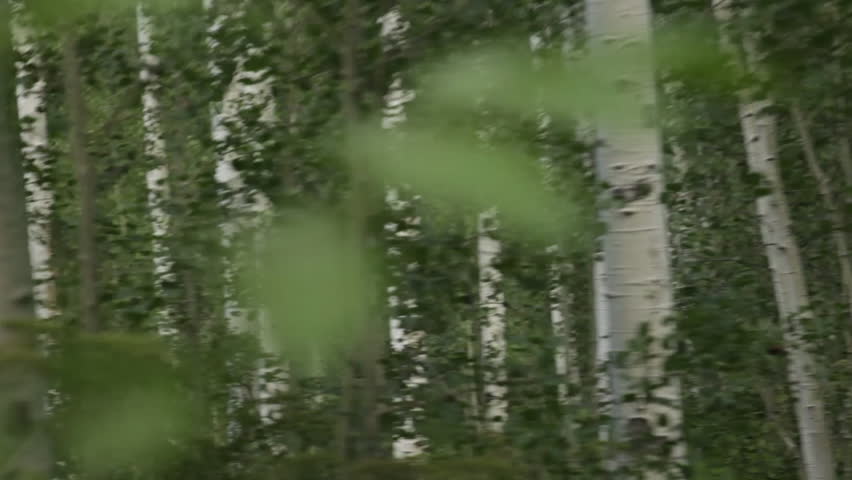 Birch tree panorama with changing speed