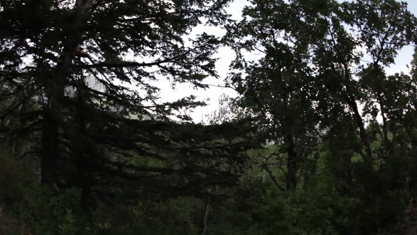 A sliding view of a forest
