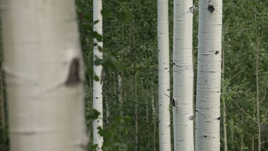 Birch Trees in Zion National Park, Utah