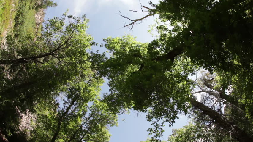 Treetops and glistening sky from below