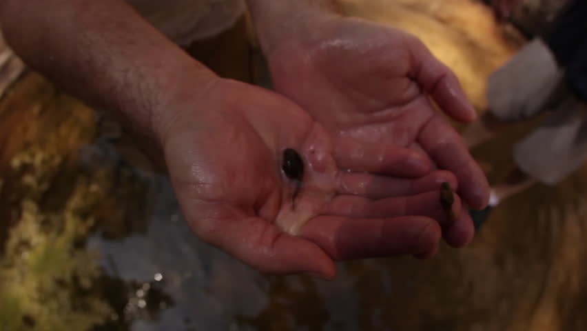 Tadpole in Hands