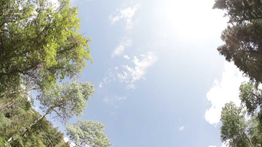 Treetops and sky from below
