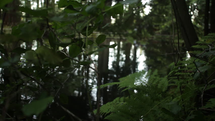 Close-up of a plant in Vancouver forest as a pond is seen in the background