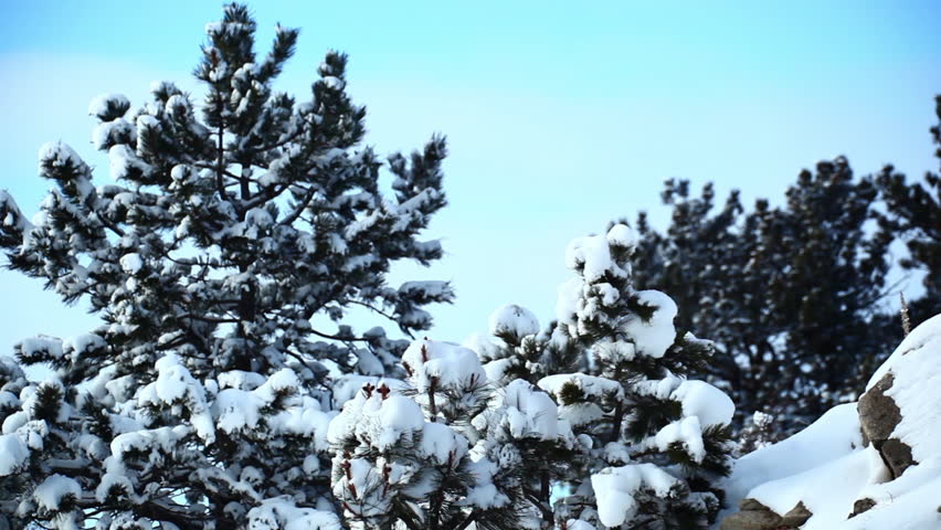 Snowy Trees in Wyoming
