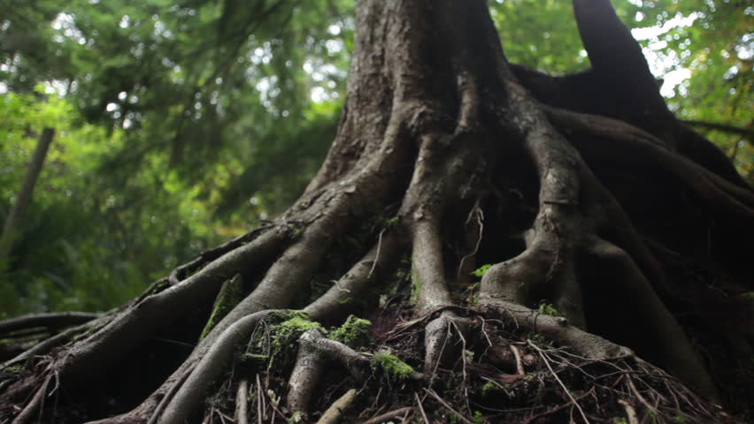 Moving Shot of Tree Roots in a Vancouver Forest