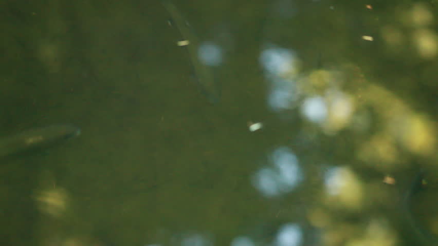 Reflections of the Water with Fish Underneath
