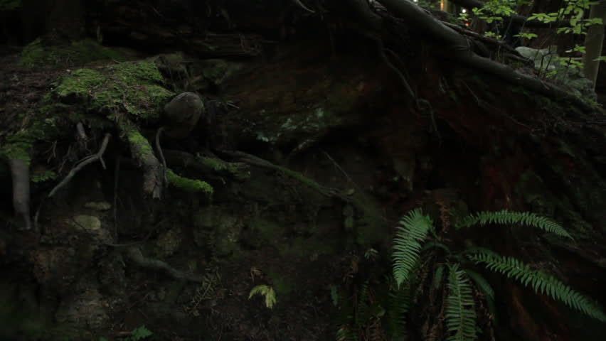 Roots of an EnormousTree in the Vancouver Forest