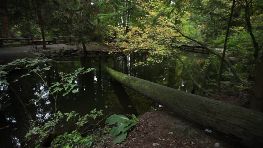 A Fallen Tree in the Lake in Vancouver Forest