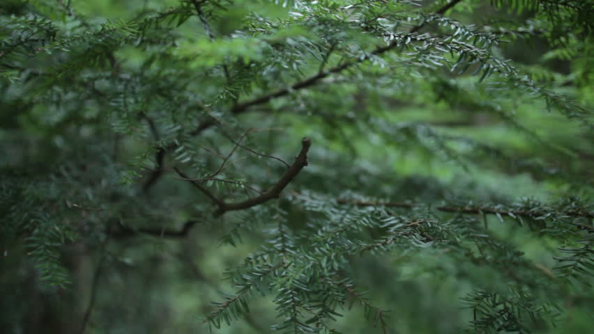 Branch Panning in Forest