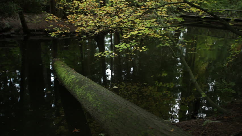 A Log in the lake in Vancouver Forest