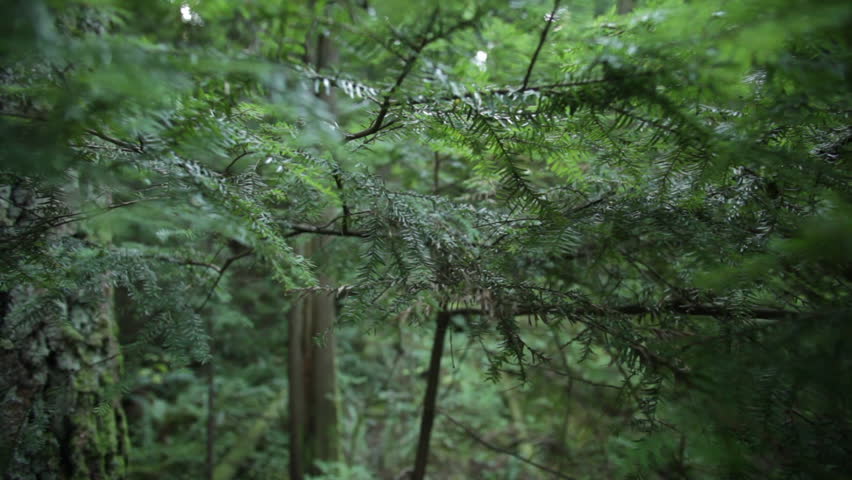 Panning Branch, Vancouver Forest
