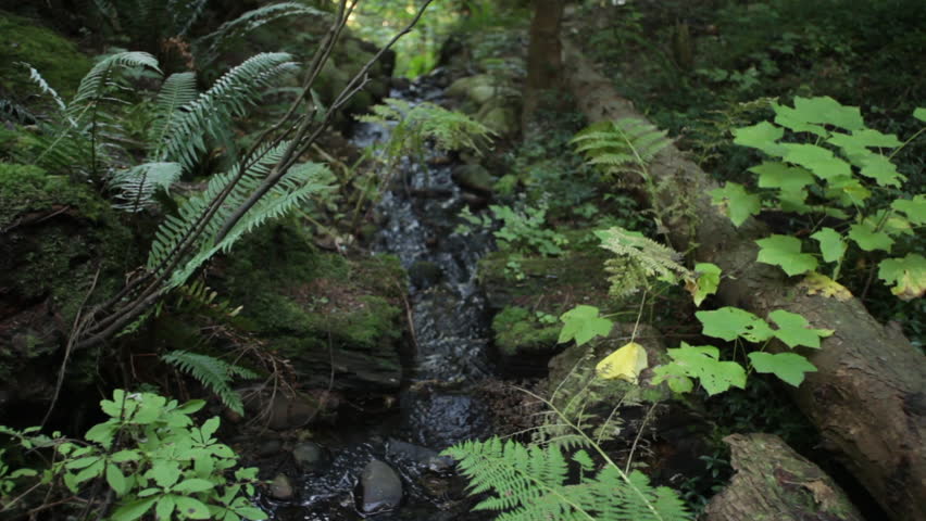 Vancouver Forest Stream