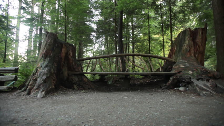 A Man-made Bench in the Vancouver Forest