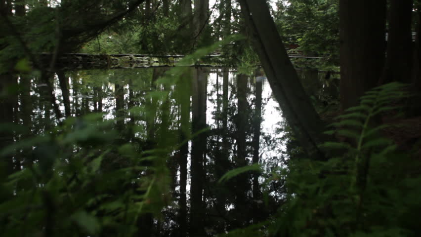 Reflections through a pond in forest