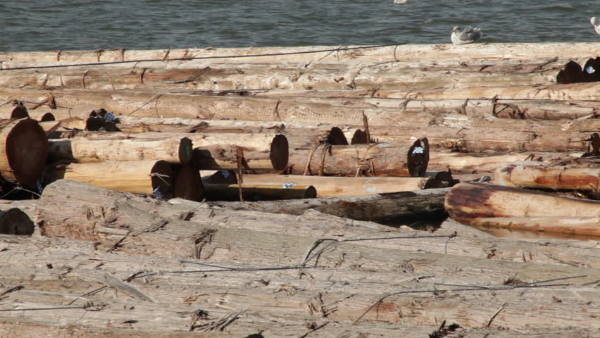 Seagulls on floating logs