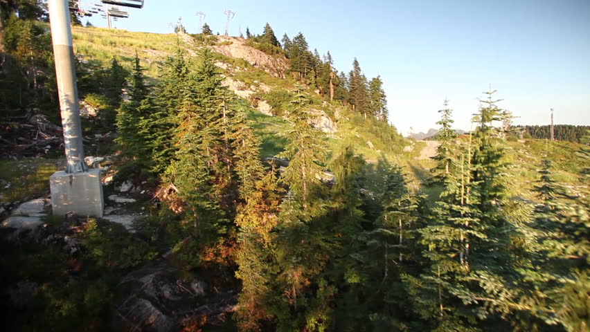 Tall pine trees from lift