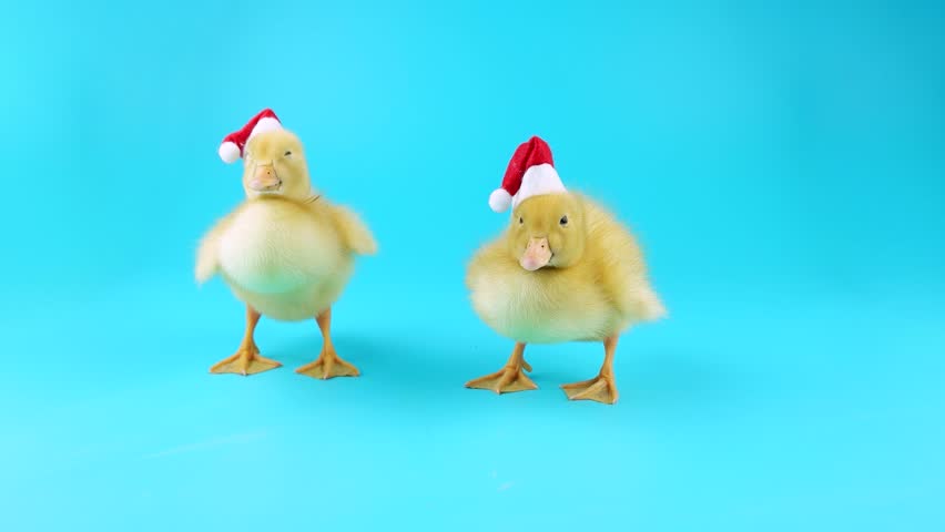 Funny Ducklings Christmas Hats Ready 