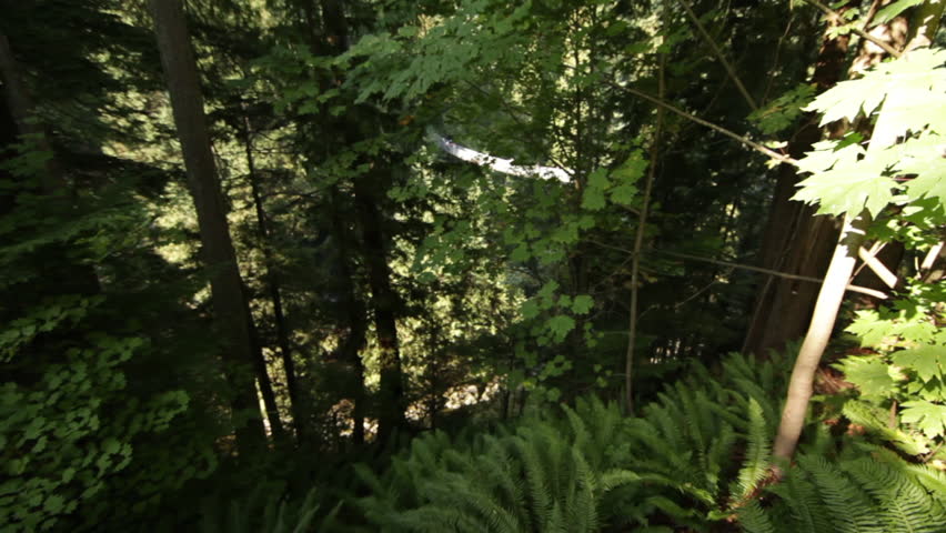 Foliage in a Forest at Vancouver