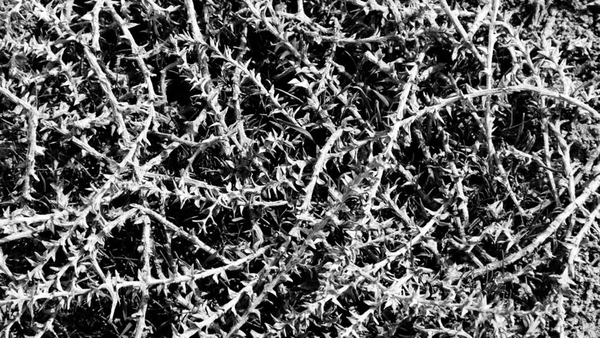 Close-up visualization of weeds in black and white