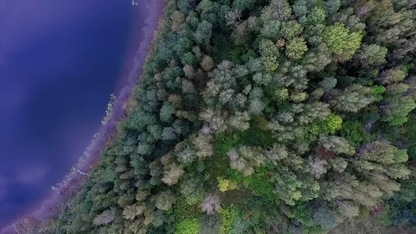 Aerial View on on the Shore of a Beautiful Lake in a Forest and the Water Reflected in the Sky