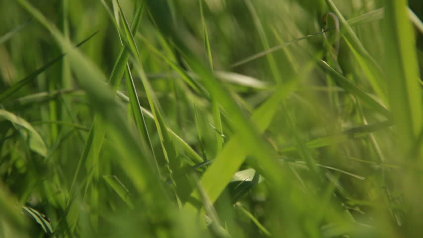 Camera slides while filming a close-up of grass