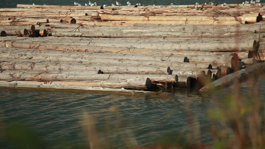 Birds fly over logs in a river in Vancouver