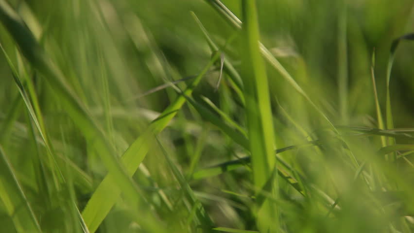 Light breeze shakes the grass as it moves out of focus