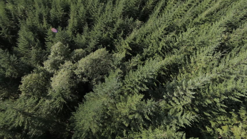 Aerial View of Pinetrees