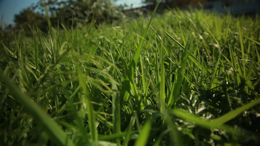 Camera slides over a garden with green grass