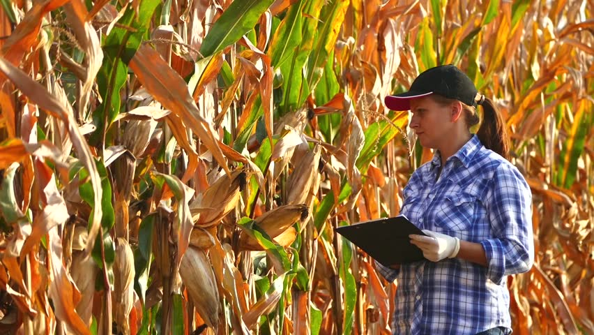 Female agronomist checking the corn plants and writing data.